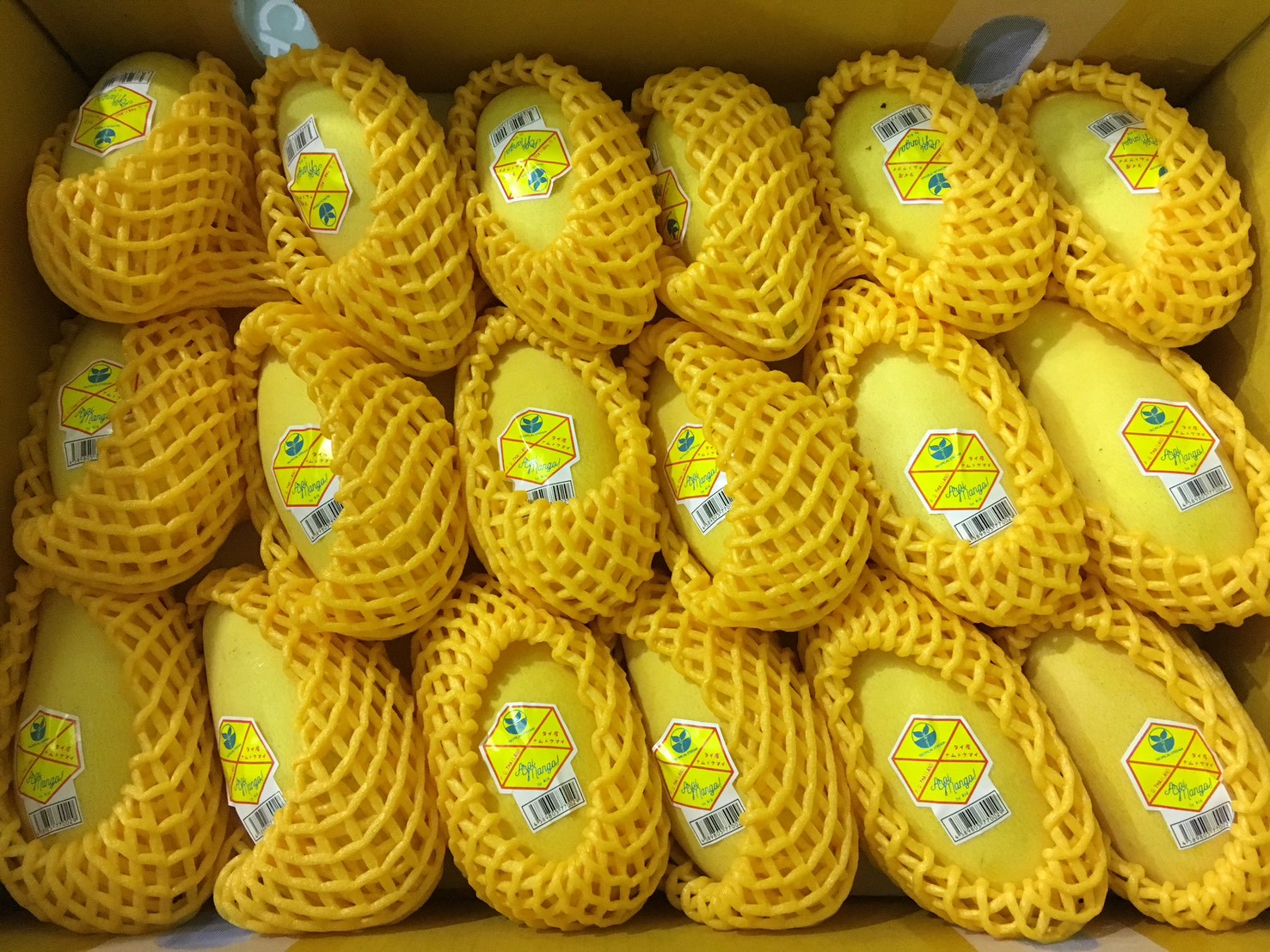 タイ産マンゴー マハチャノ種